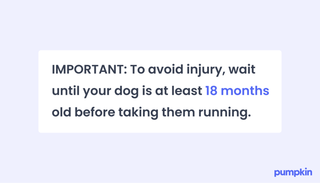Age of dogs before running
