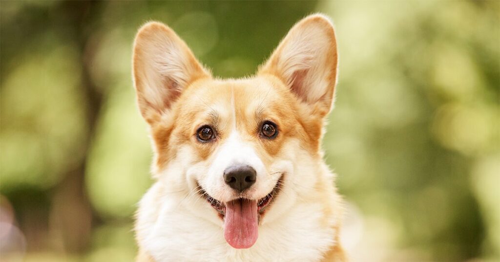 pembrok-welsh-corgi_easiest-dogs-to-train