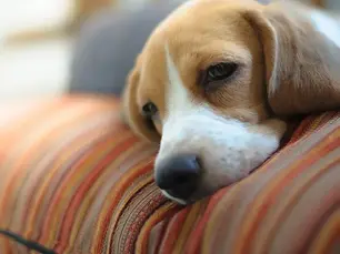 sick dog laying on pillow