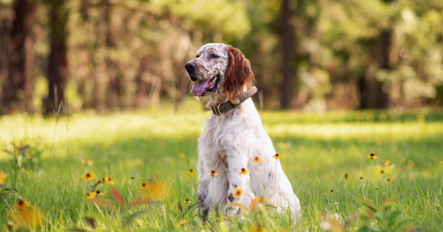 English Setter sitting in green grass