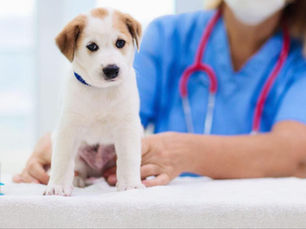 puppy at the vet