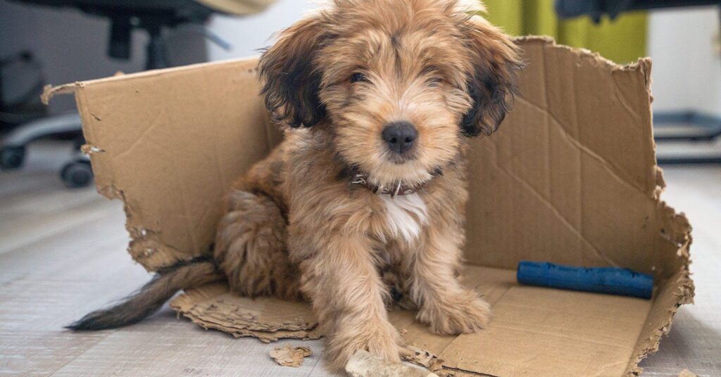 Fluffy puppy sits on torn cardboard in a room, surrounded by a blue toy and furniture. The puppy looks curious and playful.