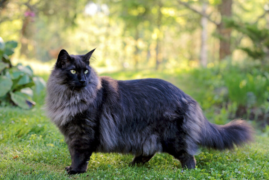 a dark colored Norwegian forest cat male standing in a garden