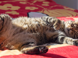 Why Do Cats Sleep So Much?