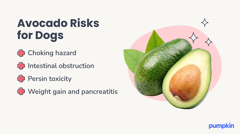 Can Dogs Eat Avocado? How to Keep Your Dog Safe