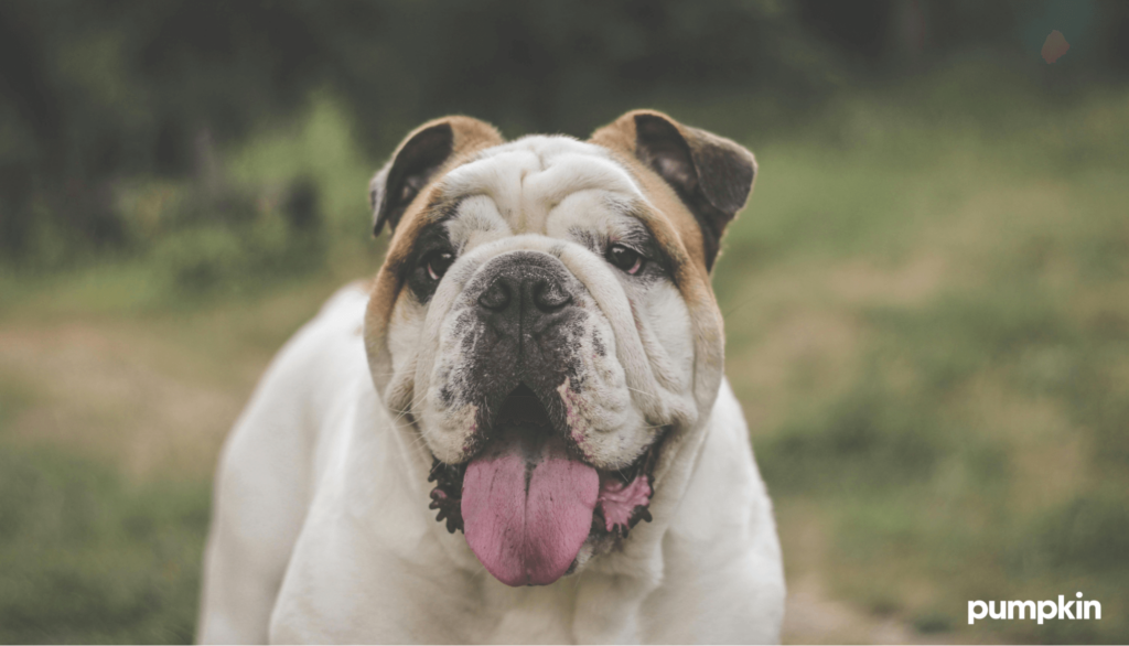 an English Bulldog with their tongue hanging down