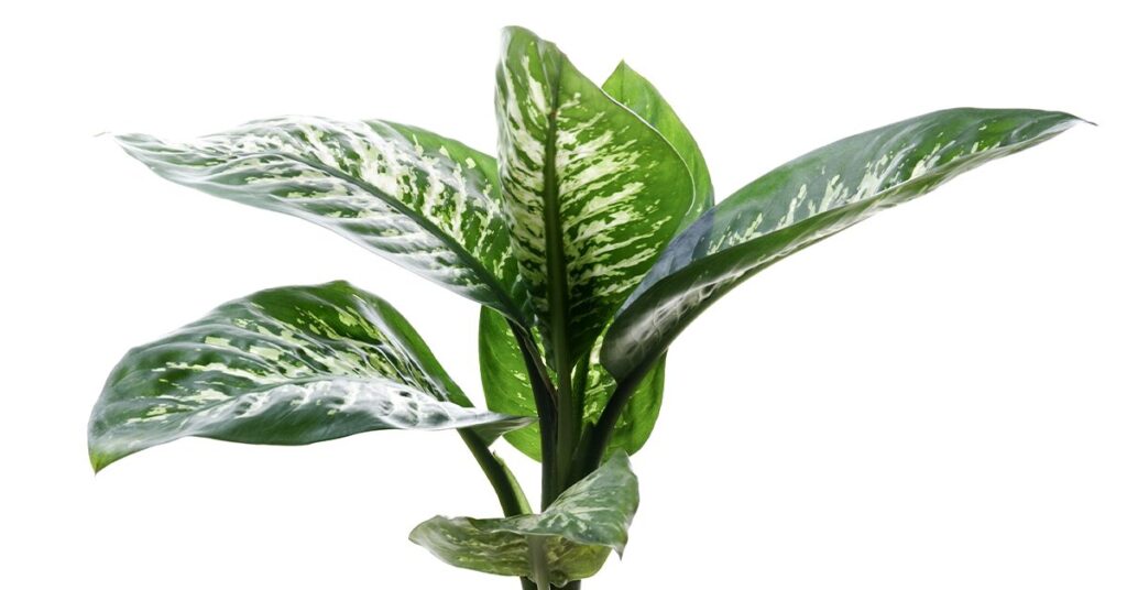 dumb-cane-poisonous-plants-for-dogs