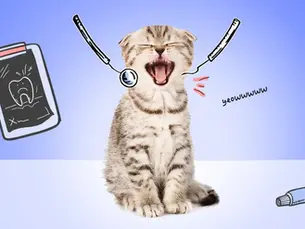 kitten showing its teeth while dental examine tools float around its head