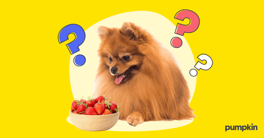 a curious puppy with a bowl of strawberries