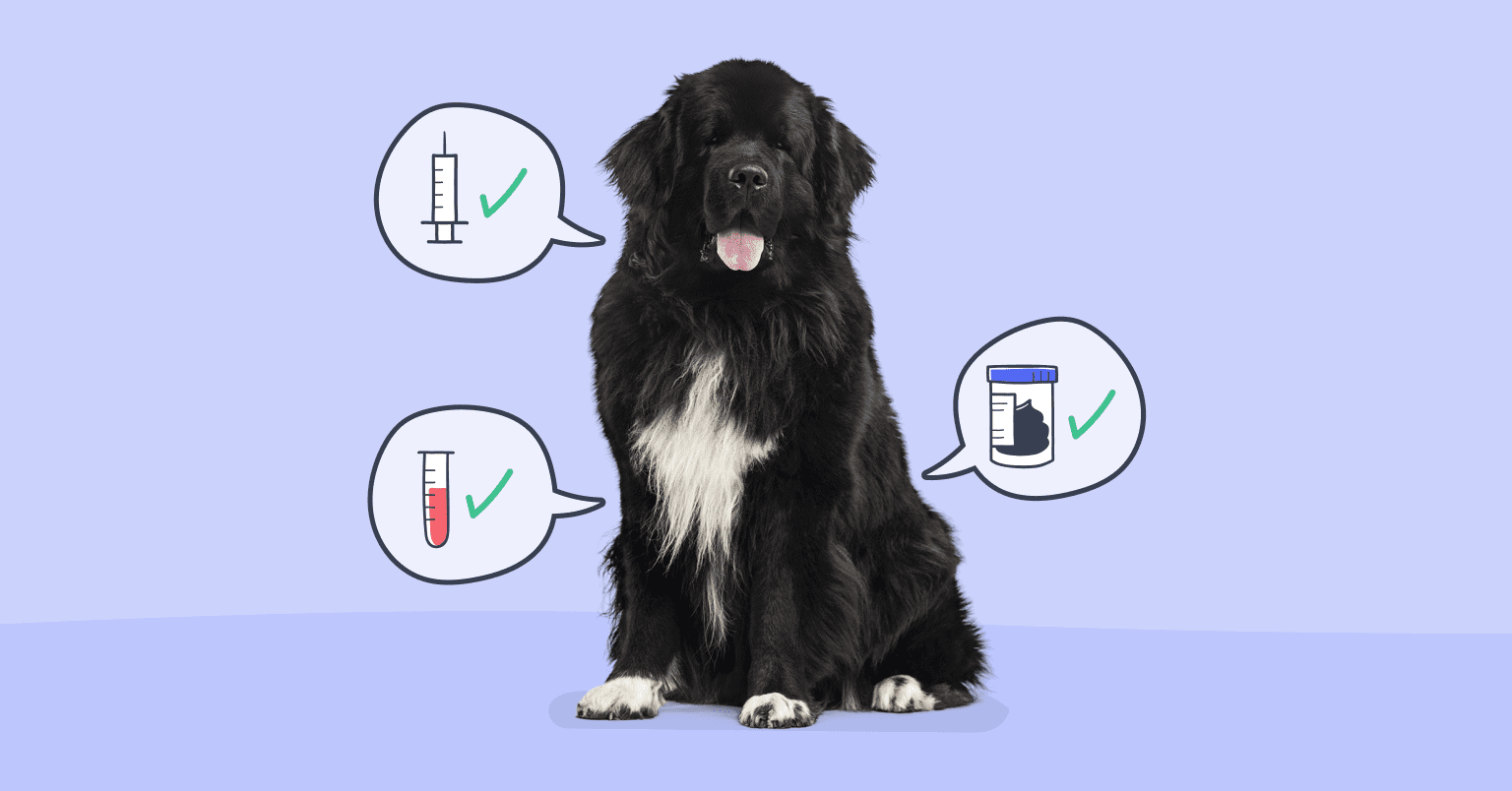 Photo of a large dog with illustrated speech bubbles around him