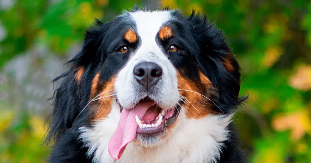 a bermese mountain dog with its tongue hanging out