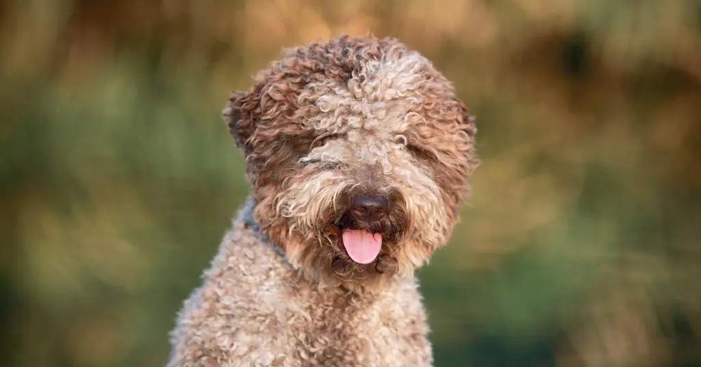 lagotto-romagnolo_hypoallergenic-dogs