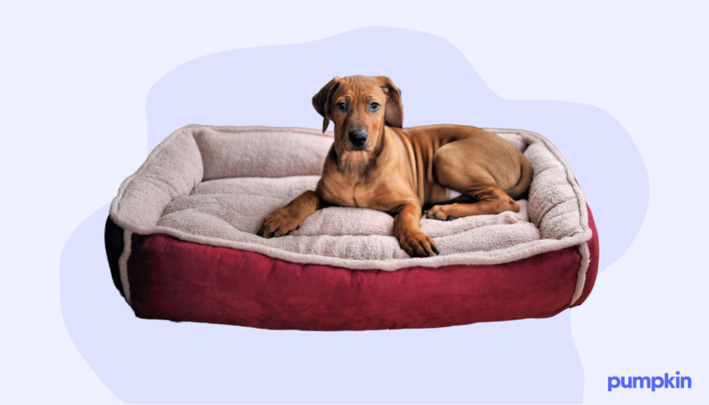 A dog in a dog bed