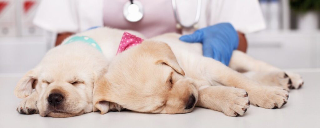 puppies-laying-on-table_new-puppy