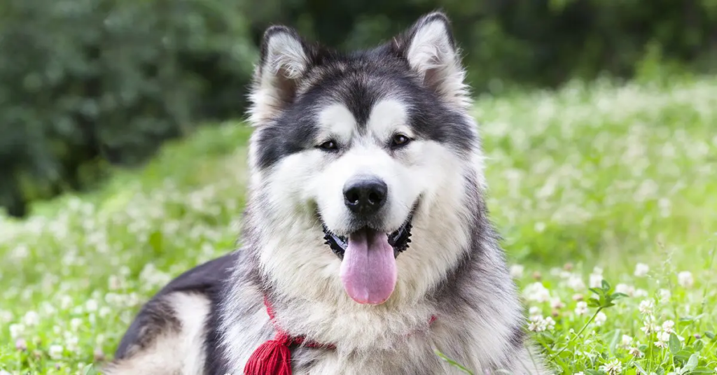 a malamute dog resting on a hill