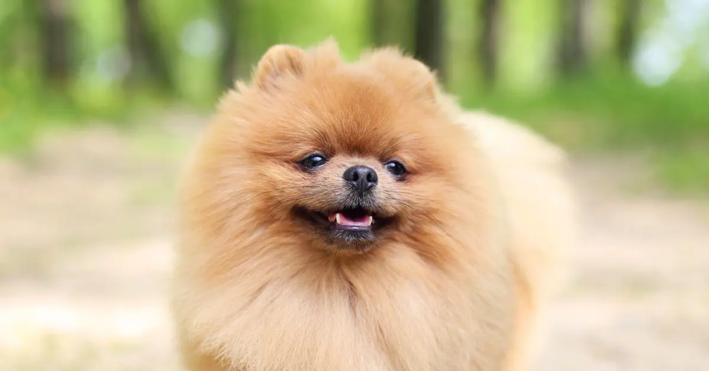 an extra-fluffy pomeranian dog outside