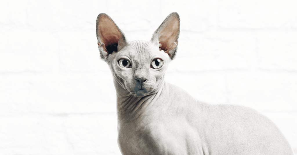 A Sphynx cat in front of a white wall