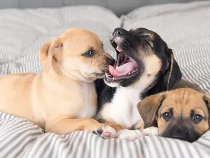 Puppies playing on a bed
