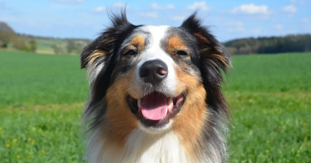 an australian shepherd dog in a field