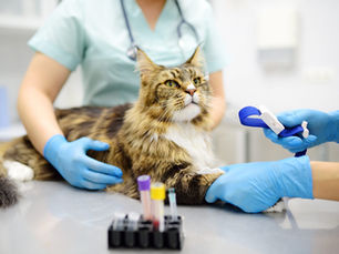 cat getting a blood test