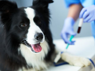 dog getting a blood test