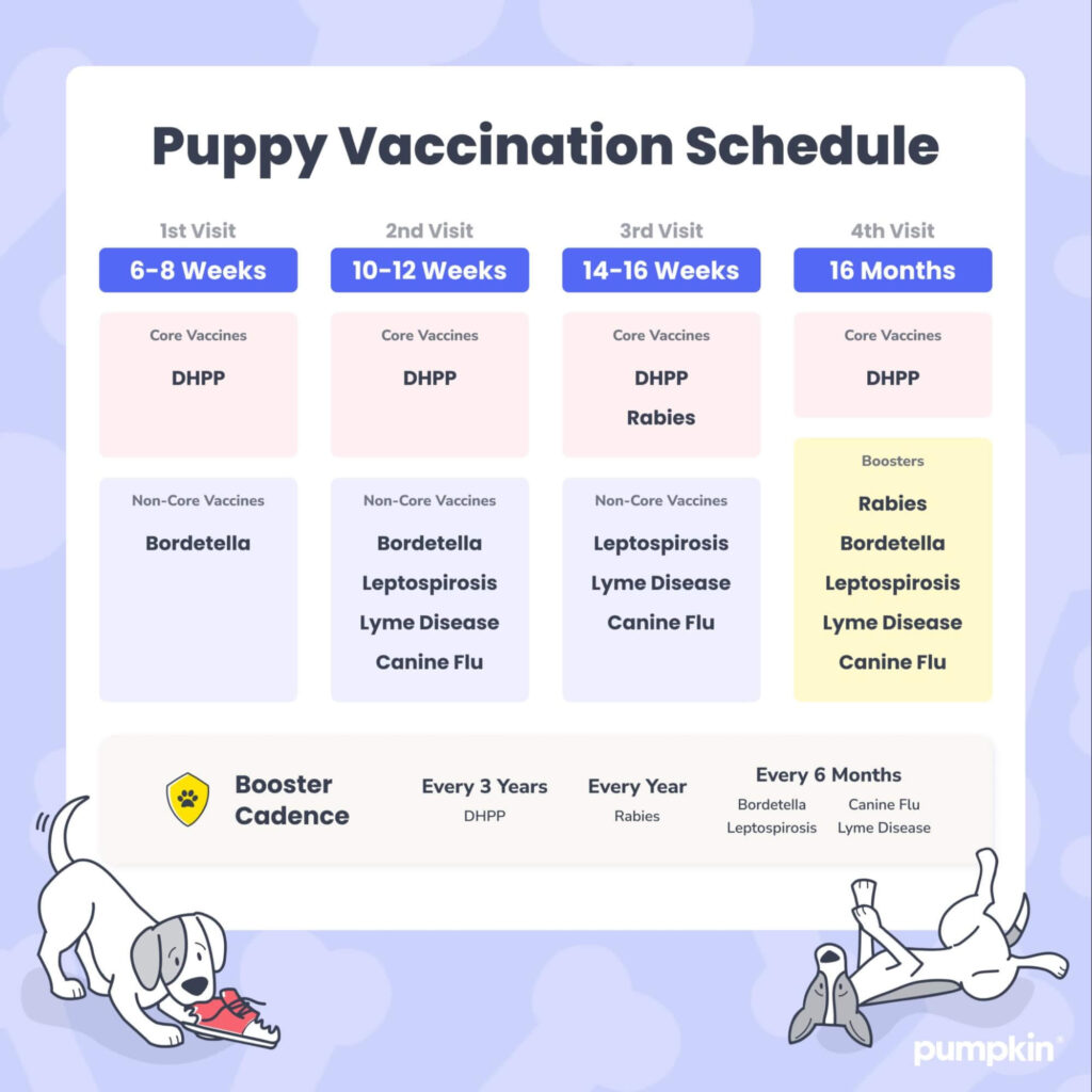 Puppy Vaccination Schedule. 1st Visit at 6 to 8 Weeks get Core Vaccines DHPP. Non-core Vaccines are Bordetella. 2nd Visit at 10 to 12 weeks get Core Vaccines DHPP. Non-Core Vaccines Bordetella, Leptospirosis, Lyme Disease, and Canine Flu. 3rd Visit at 14 to 16 weeks get Core Vaccines DHPP and Rabies. Non-Core Vaccines Leptospirosis, Lyme Disease, and Canine Flu. 4th Visit at 16 Months get Core Vaccines DHPP. Boosters for Rabies, Bordetella, Leptospirosis, Lyme Disease, and Canine Flu. Booster Cadence Every 3 Years DHPP, Every Year Rabies, Every 6 Months Bordetella, Canine Flu, Leptospirosis, and Lyme Disease