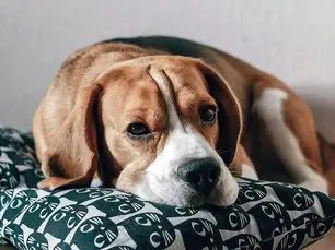 Cushing’s Disease in Dogs: A Veterinarian's Guide