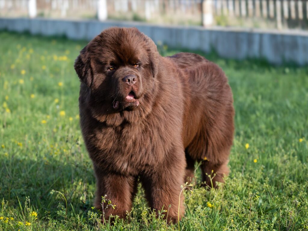 Newfoundland dog on grass