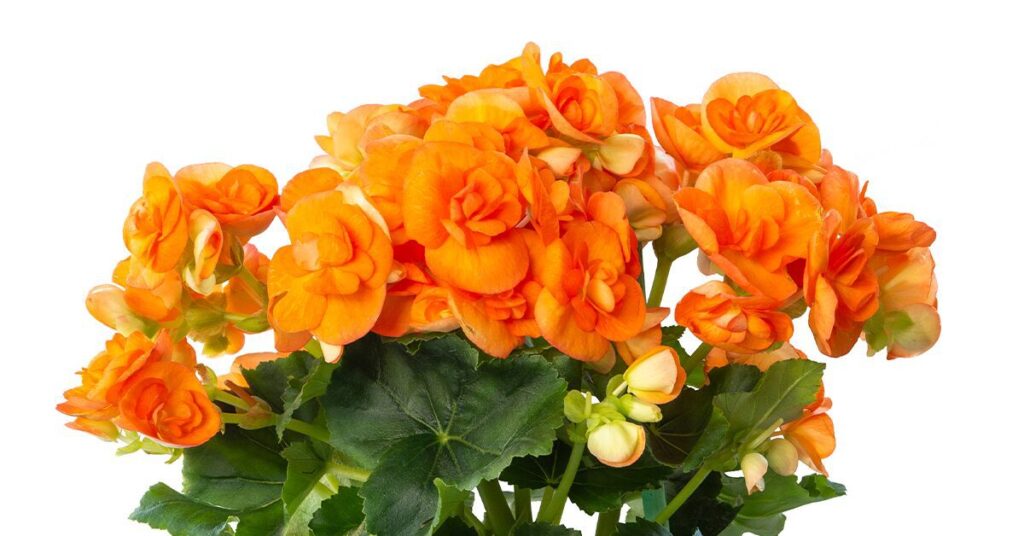 begonia-poisonous-plants-for-dogs