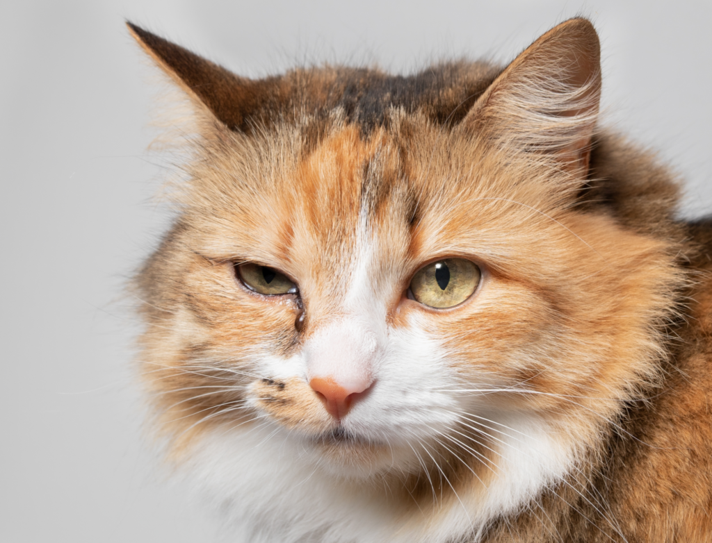 an orange tabby cat with an infected eye