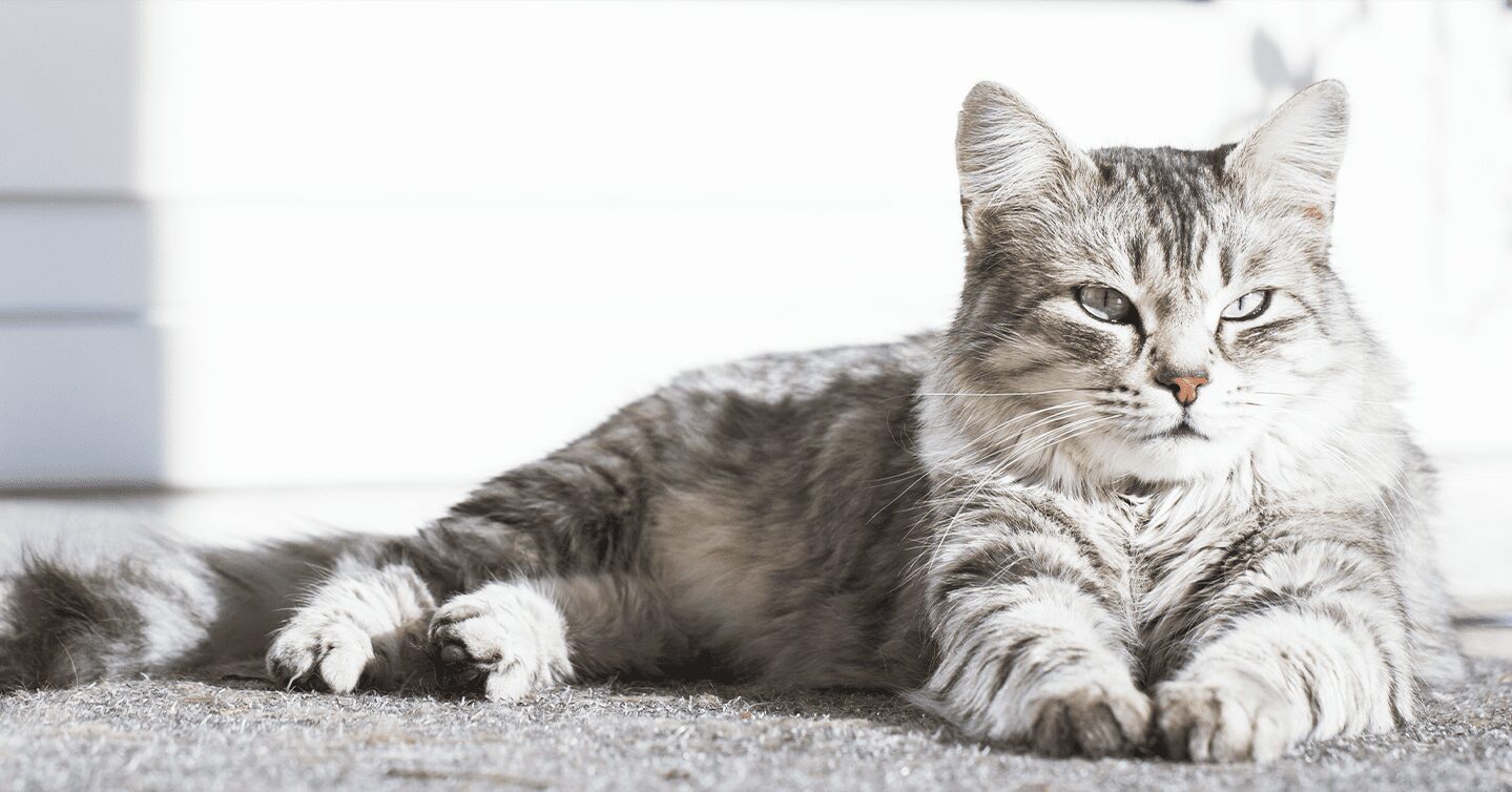 A Siberian cat with gray eyes