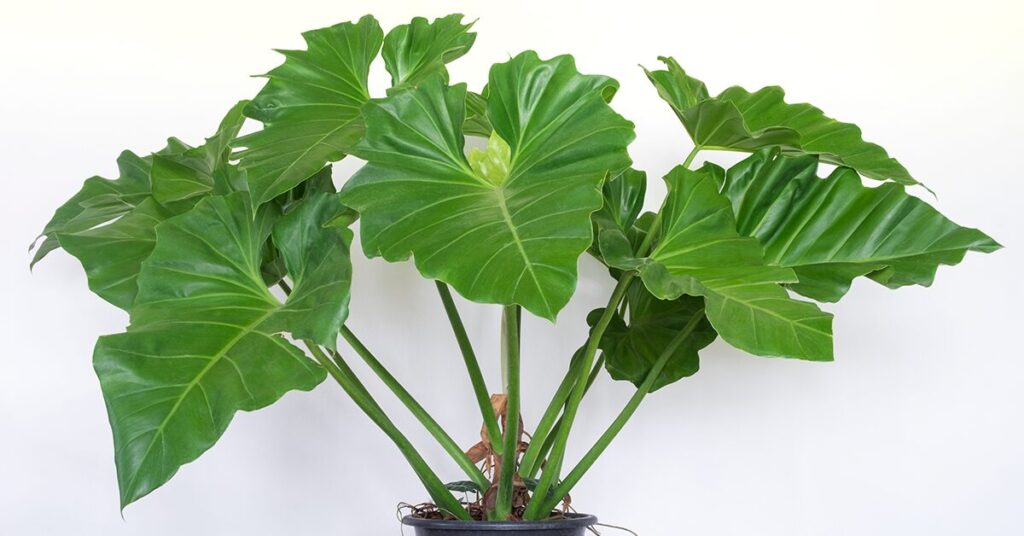 elephant-ear-poisonous-plants-for-dogs