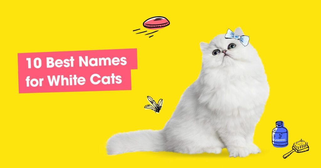 graphic with text that reads '10 best names for white cats'