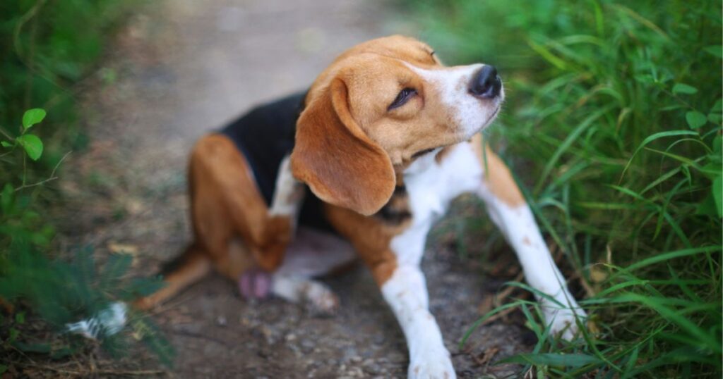 itchy beagle