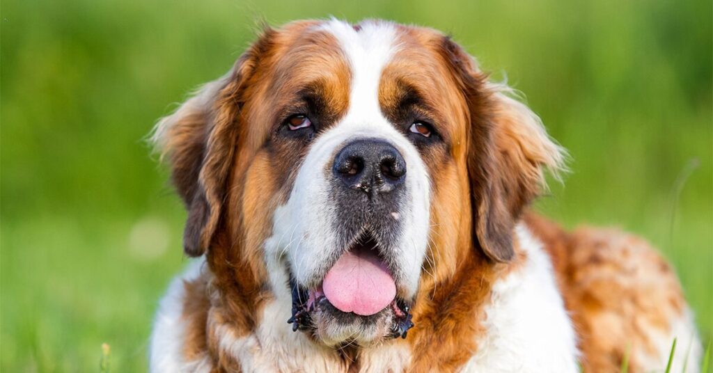 Saint Bernard big dog breed