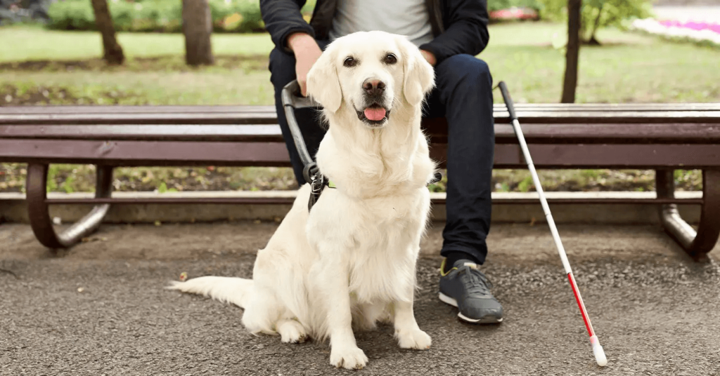 a golden retriever service dog sitting with their blind owner in a park