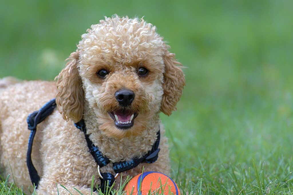 poodle_easiest-dogs-to-train