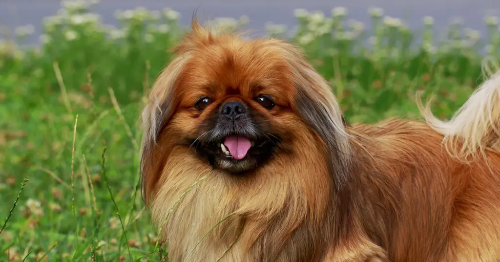 a Pekingese dog with orange coat outside