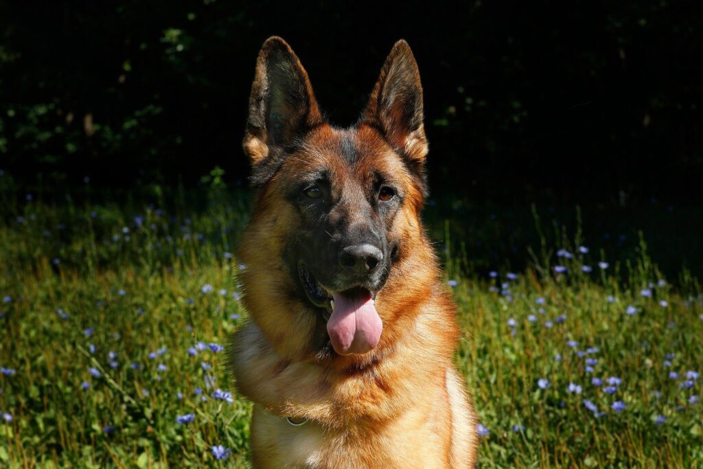 german-shepherd_easiest-dogs-to-train