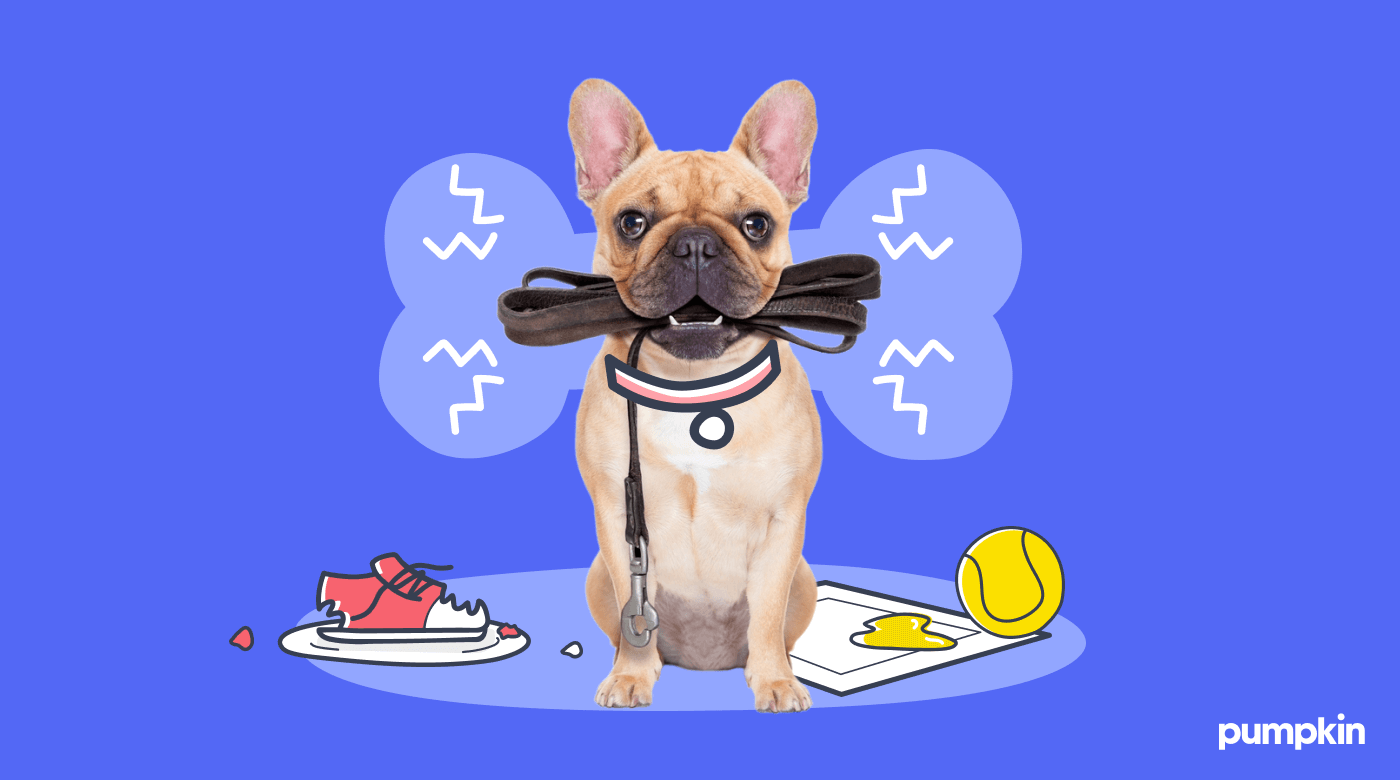 A dog with a leash in mouth, with a chewed sneaker and pee pad in background
