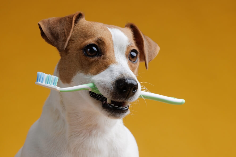 cute Dog with toothbrush in their mouth