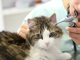 cat getting ear inspected by vet