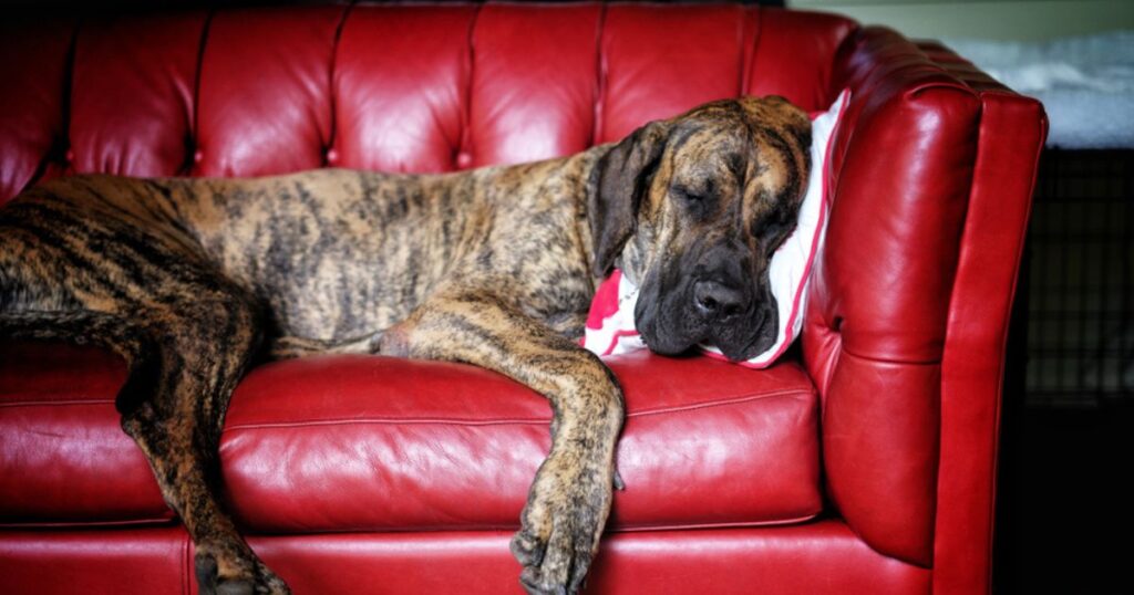adult brindle great dane napping on a couch