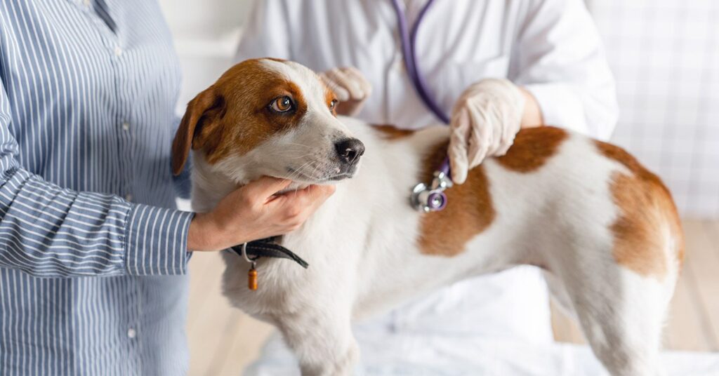 Dog getting examined at the vet