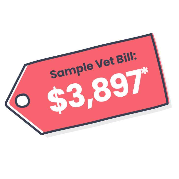 vet-bill-for-lameness_common-puppy-accidents