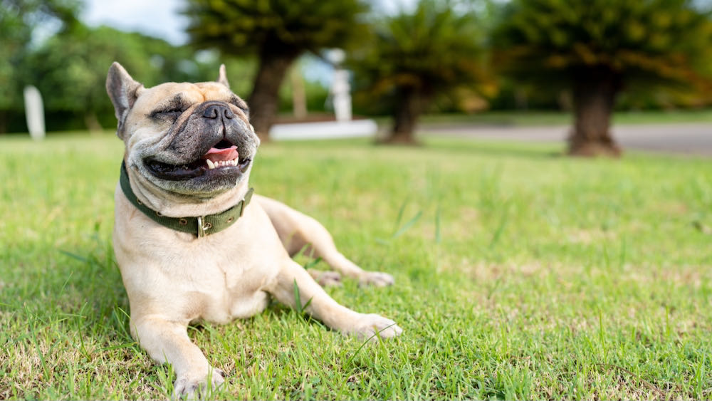 a french bulldog panting on a sunny day