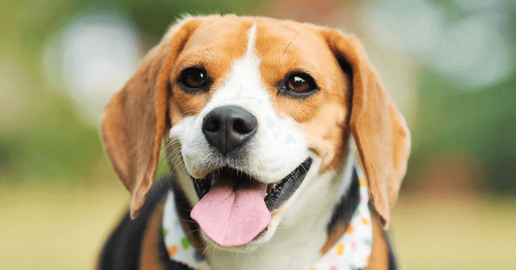 Beagle dog breed