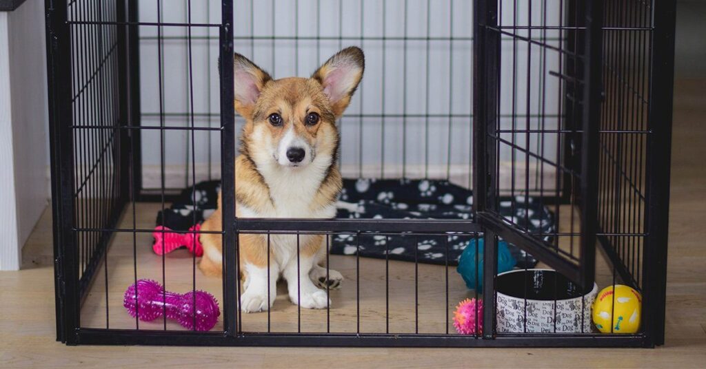 crate-training_should-i-get-a-dog