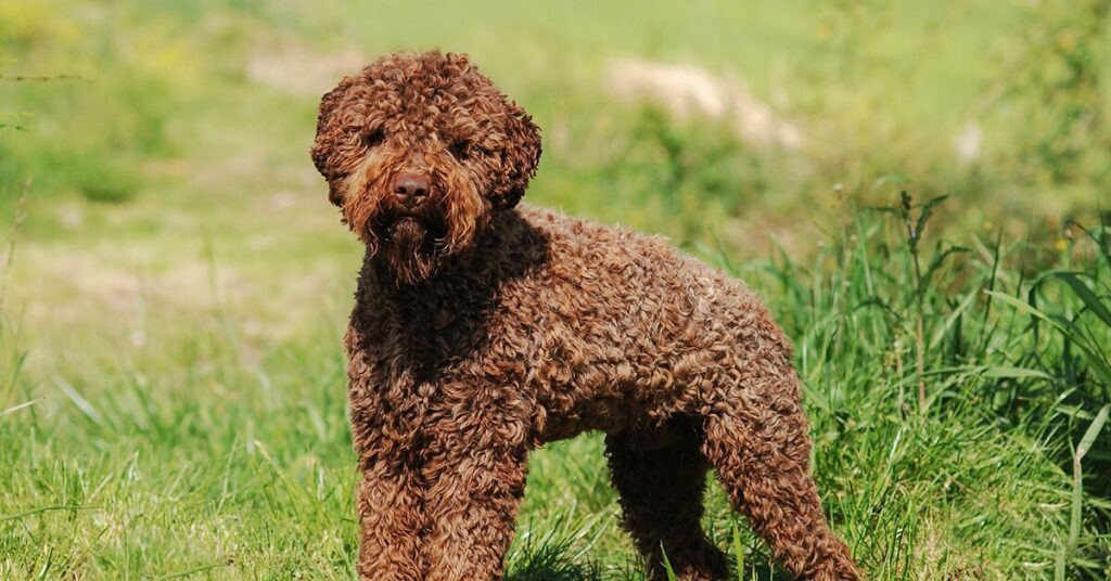 lagotto-romagnolo_rare-dog-breeds
