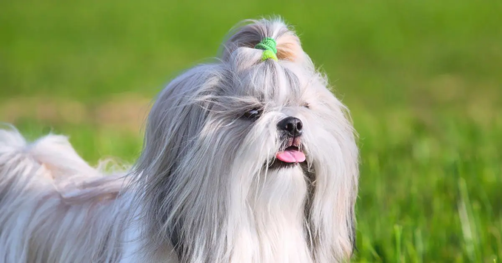a shih tzu dog with bow in its hair